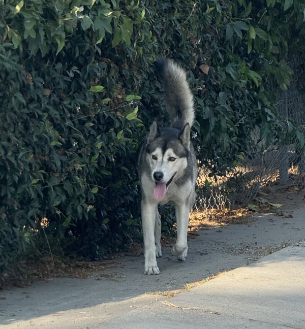 Found Siberian Husky in Santa Ana, CA