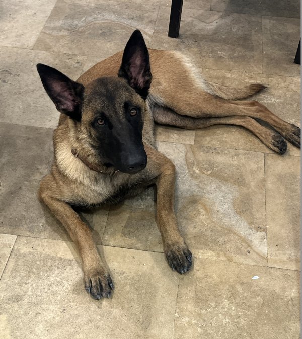 Lost Belgian Malinois in Miami Beach, FL