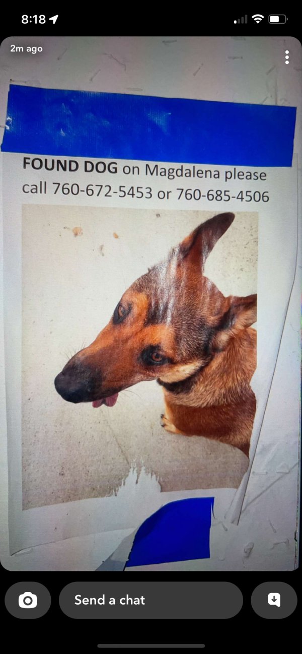 Found Dog in Oceanside, CA