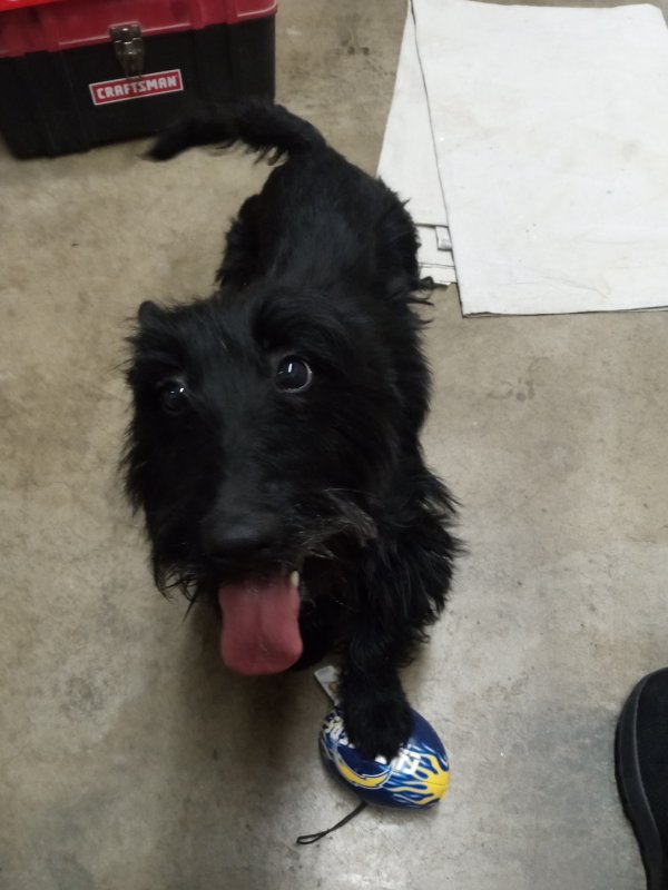 Found Scottish Terrier in San Diego, CA