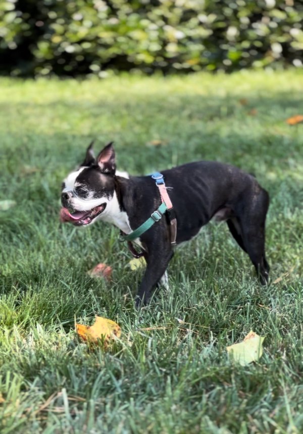 Lost Boston Terrier in North Carolina