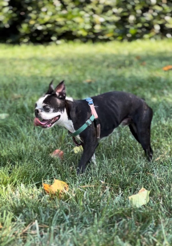 Lost Boston Terrier 
