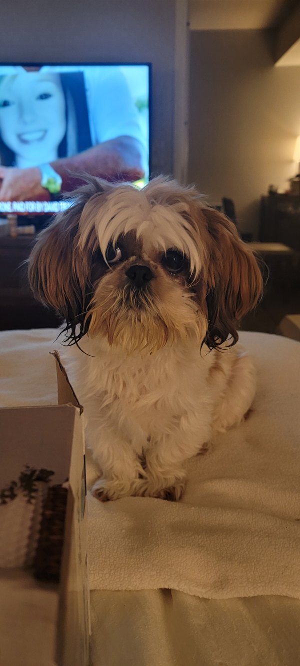 Lost Shih Tzu 