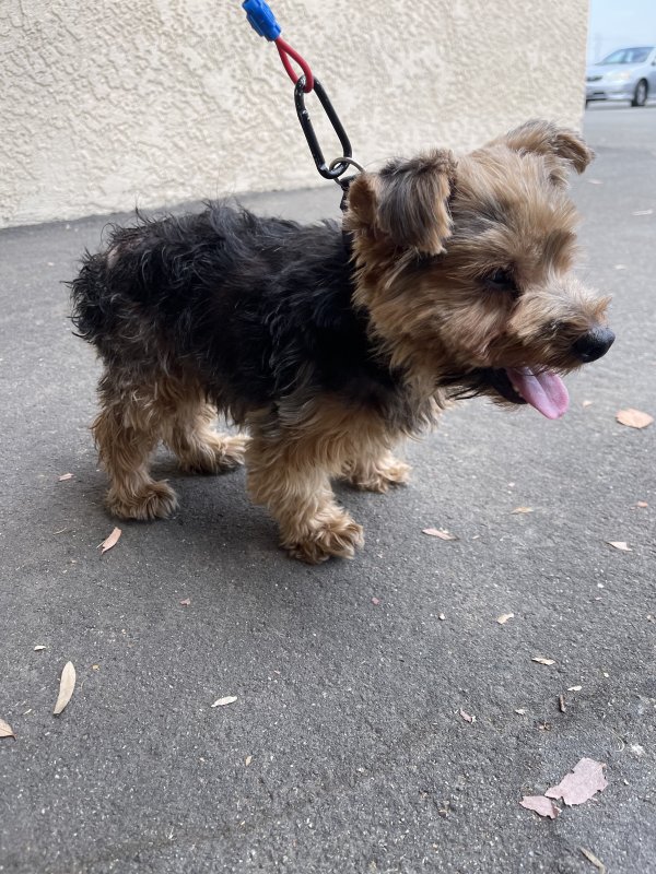 Found Yorkshire Terrier in Beaumont, CA