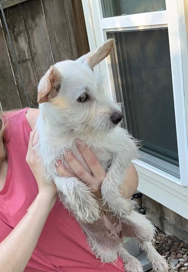 Found Irish Terrier in Houston, TX