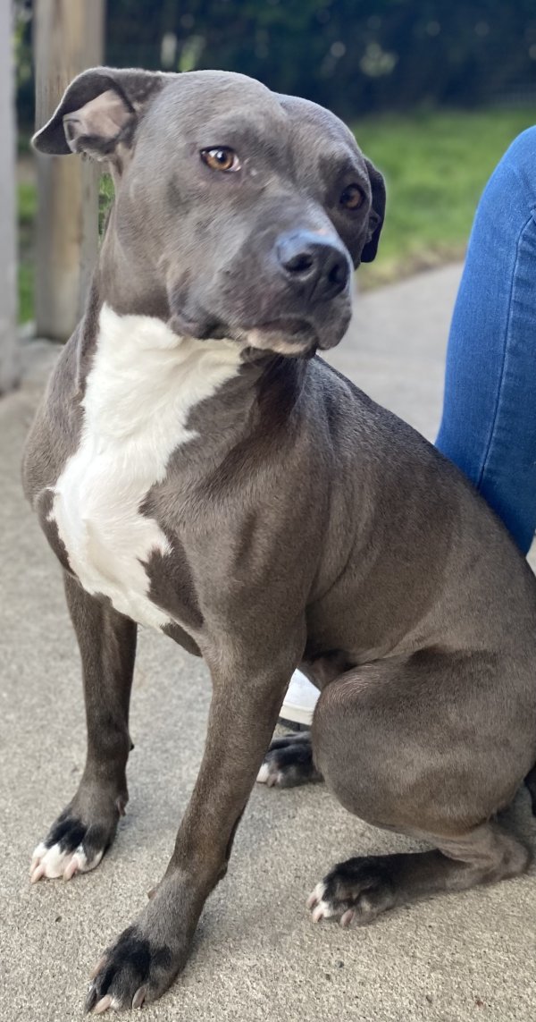 Lost Pit Bull in Detroit, MI