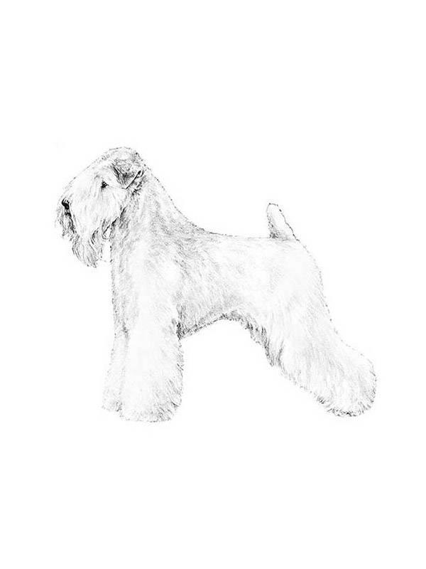Lost Soft Coated Wheaten Terrier in California