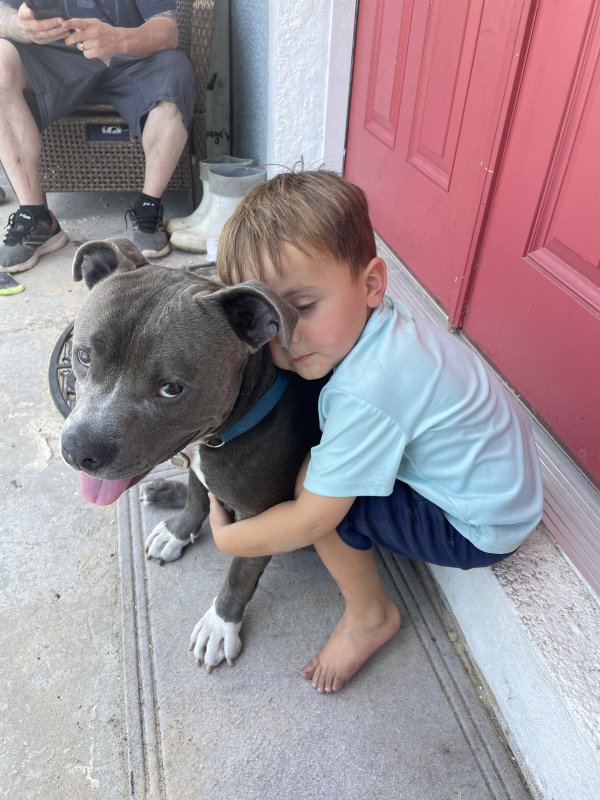 Lost Pit Bull in Homosassa, FL