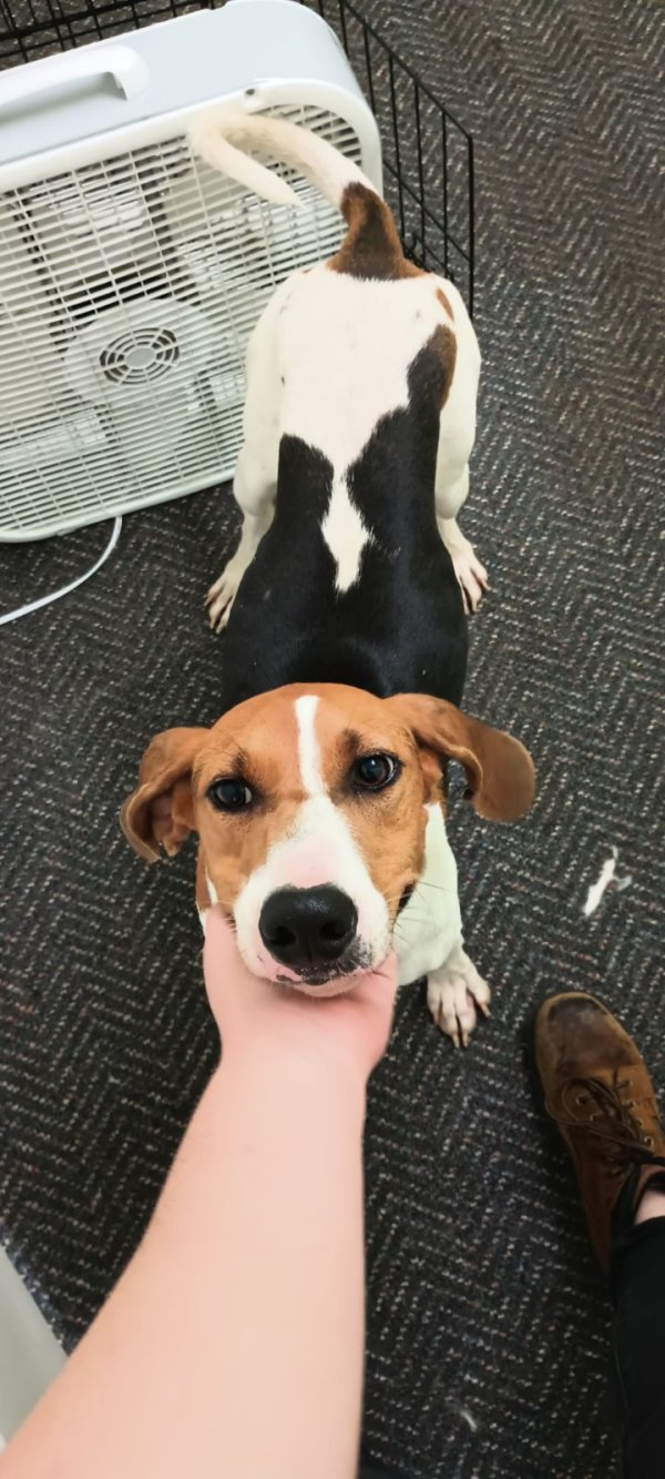 Found Dog in Clifton, TN