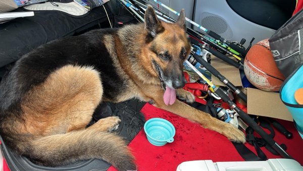 Found German Shepherd Dog 