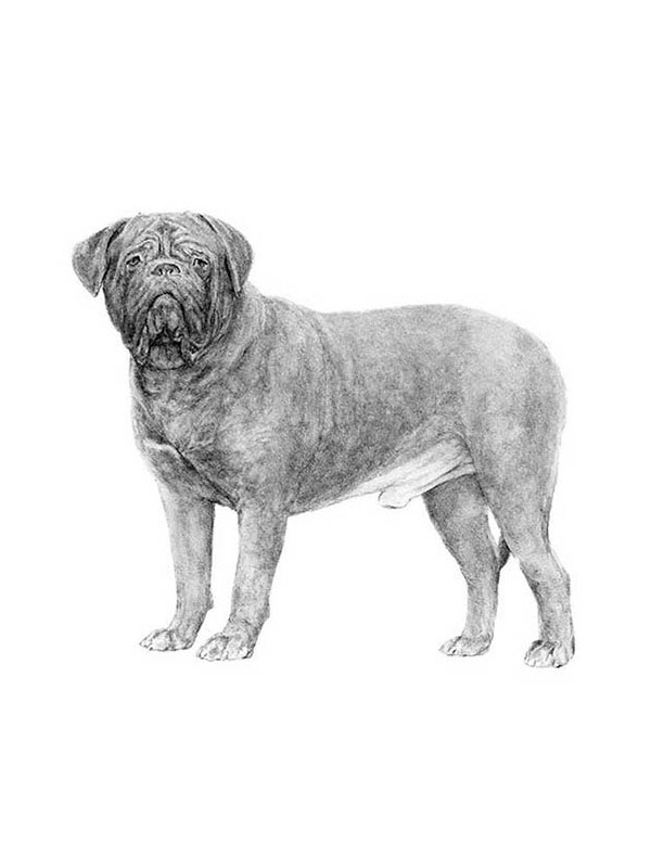 Lost Dogue de Bordeaux in Charleston, SC