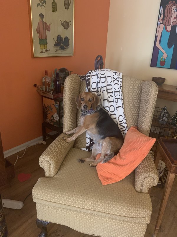 Safe Beagle in Madison, TN