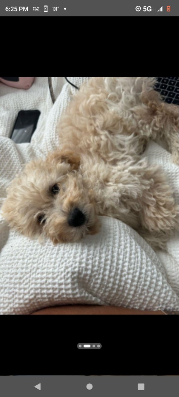 Lost Mutt in San Diego, CA