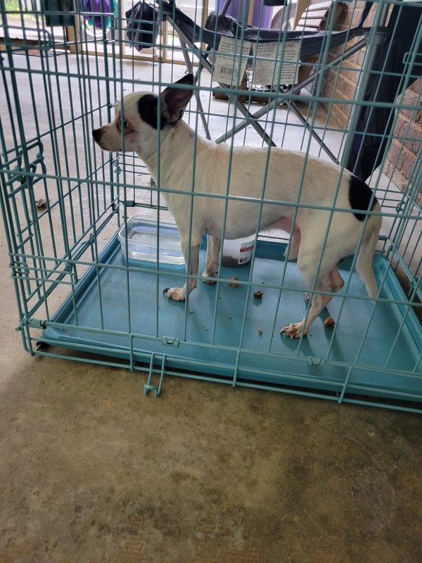 Found Chihuahua in Cleveland, TN