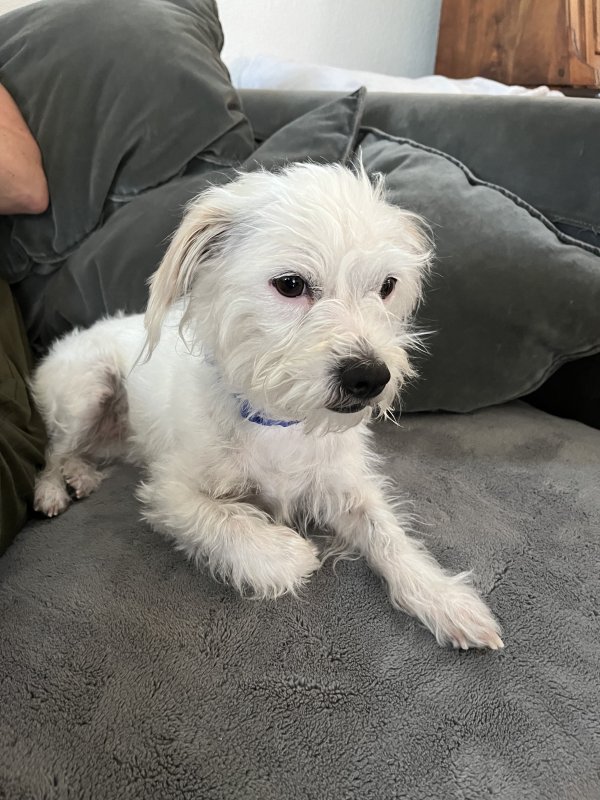 Found Mutt in Denver, CO