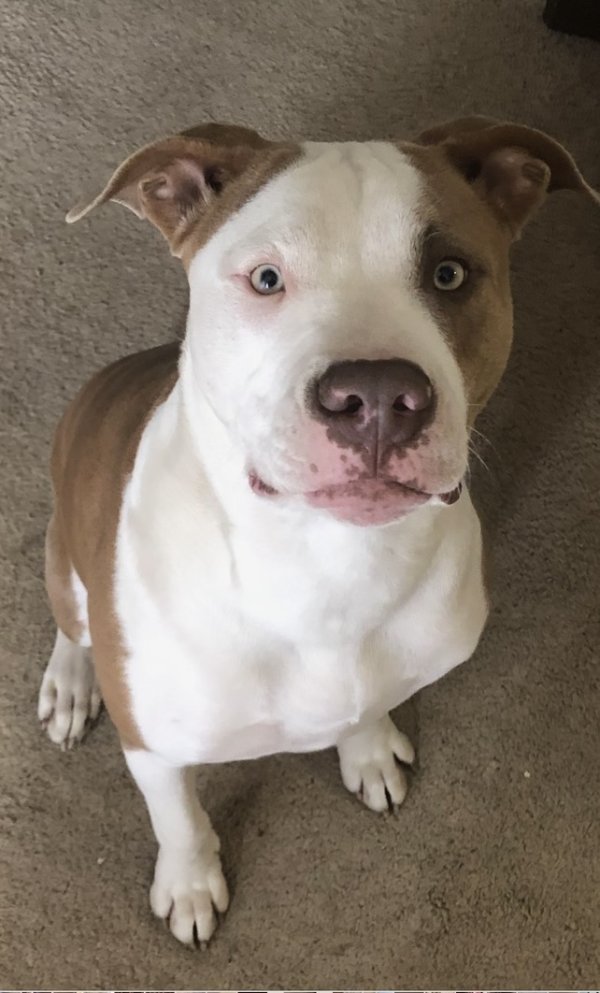 Lost Pit Bull in New Virginia, IA