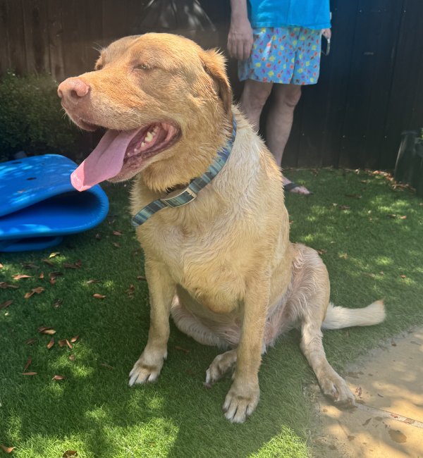 Found Golden Retriever in Dallas, TX