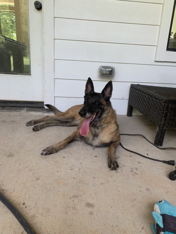 Found Belgian Malinois in Conroe, TX