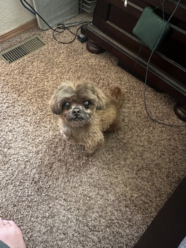 Safe Shih Tzu in Denver, CO