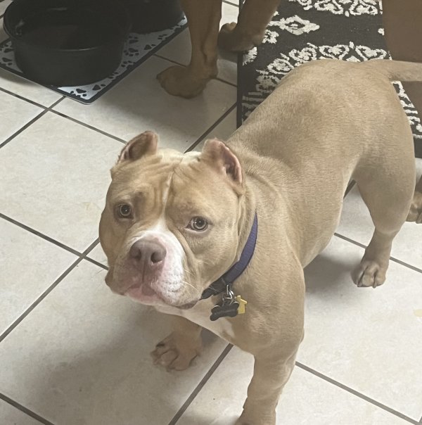 Stolen Dog in Columbus, OH