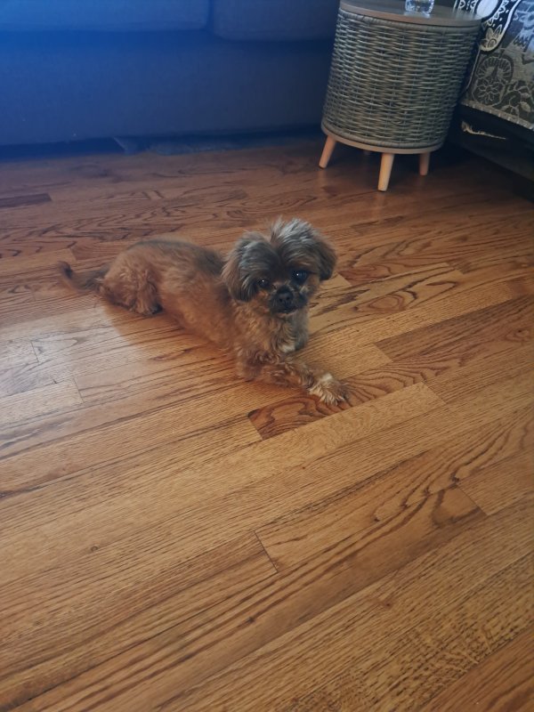 Found Mutt in Denver, CO