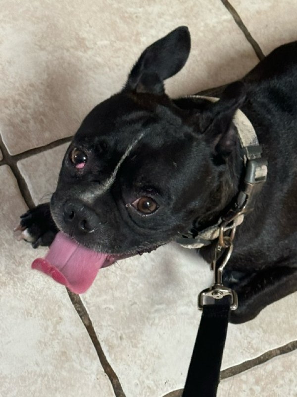 Found Boston Terrier in Baytown, TX