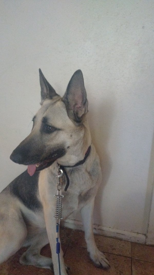 Lost German Shepherd Dog in San Antonio, TX