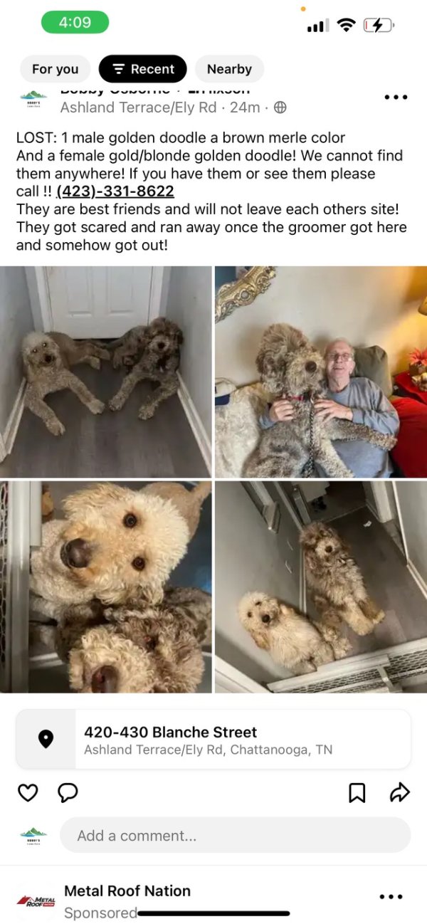 Lost Dog in Hixson, TN