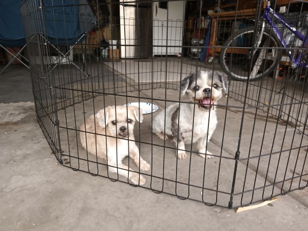 Found Shih Tzu in West Jordan, UT