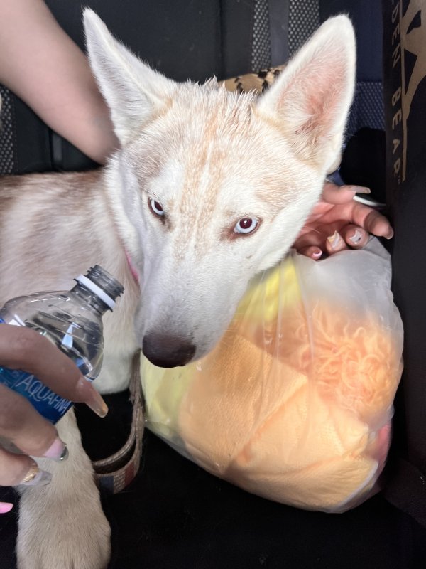 Lost Siberian Husky in Denver, CO