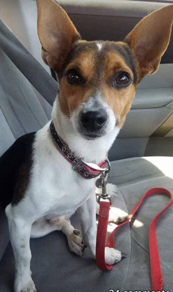 Lost Jack Russell Terrier in Houston, TX