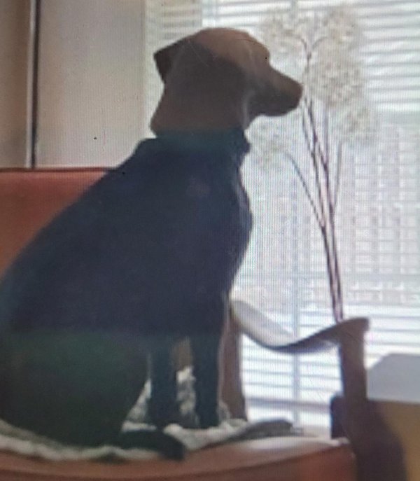 Lost Labrador Retriever in Overland Park, KS