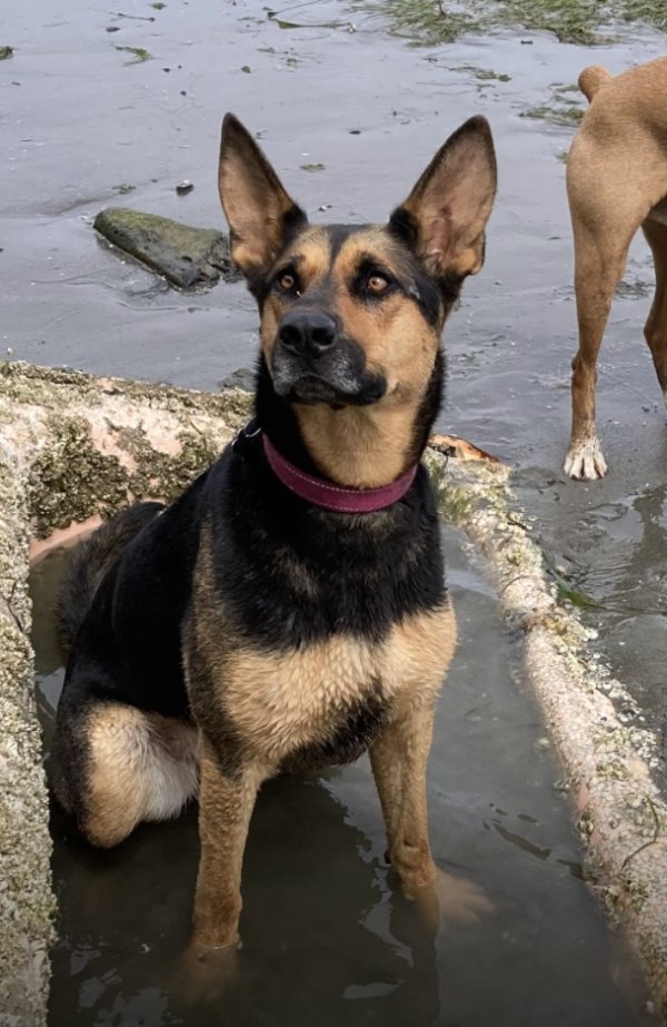 Lost German Shepherd Dog in Snohomish, WA