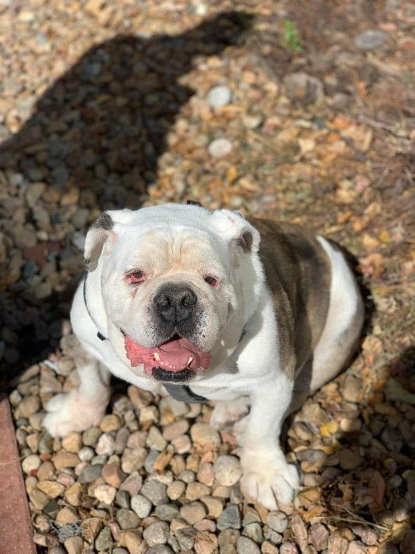 Lost English Bulldog in Colorado