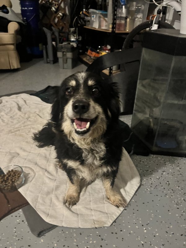 Found Mutt in Chattanooga, TN