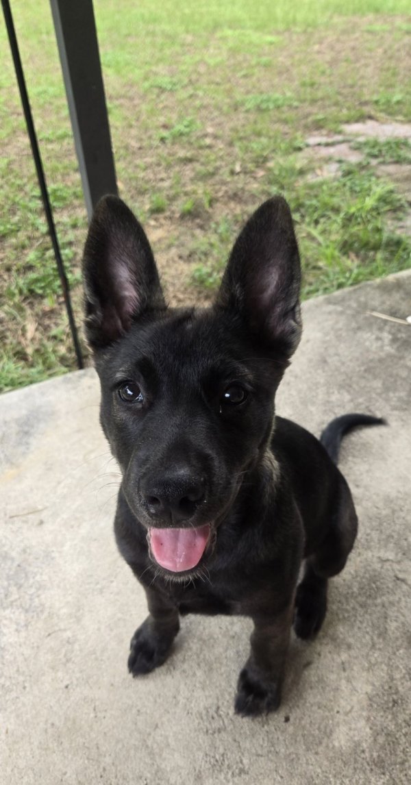 Safe Belgian Malinois in Tallahassee, FL