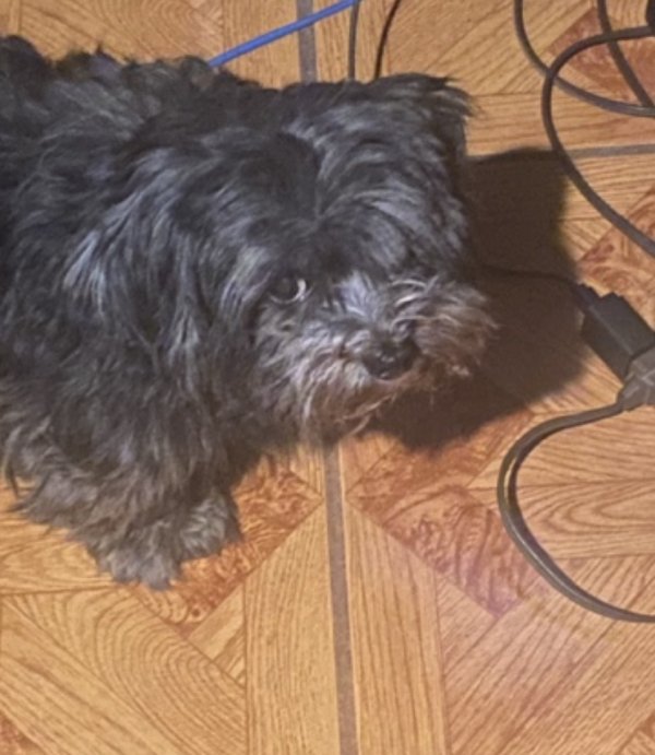 Stolen Yorkshire Terrier in Tampa, FL