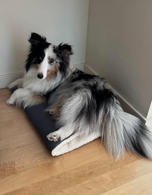 Lost Shetland Sheepdog in Oakland, CA