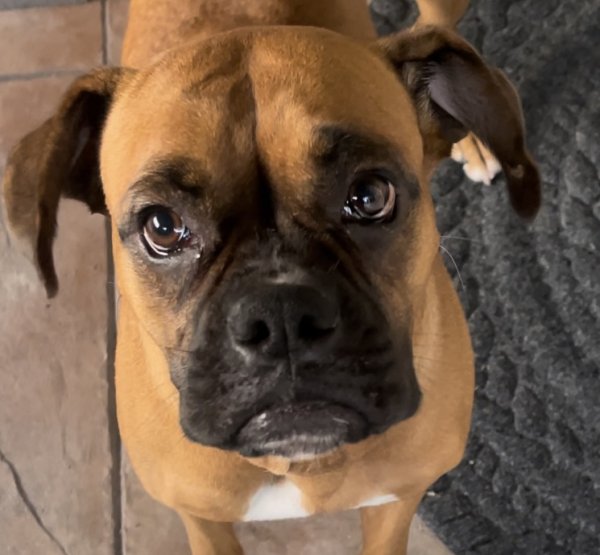 Found Boxer in New Caney, TX