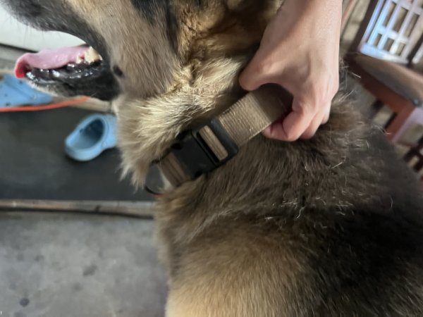 Found German Shepherd Dog in Corona, CA