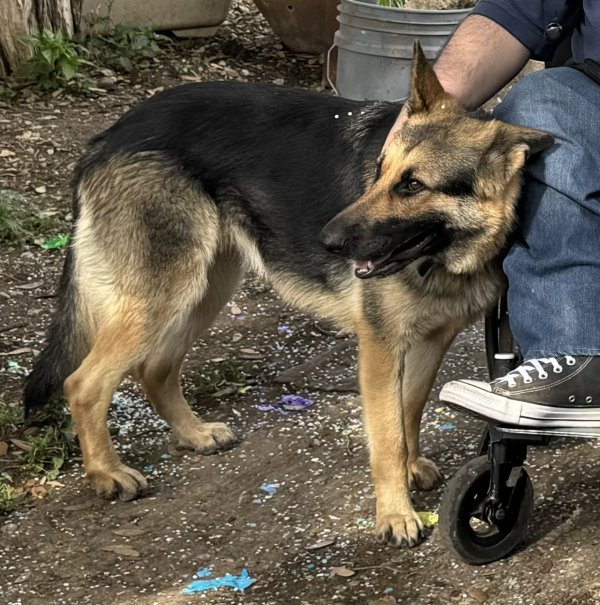 Lost German Shepherd Dog in San Antonio, TX