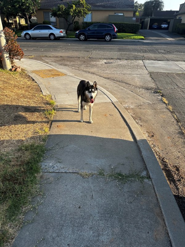 Found Siberian Husky 