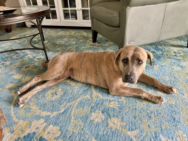 Safe American Bulldog in The Villages, FL