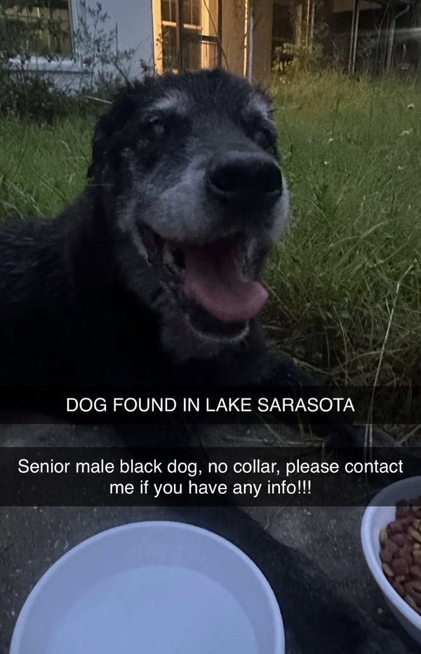 Found Mutt 