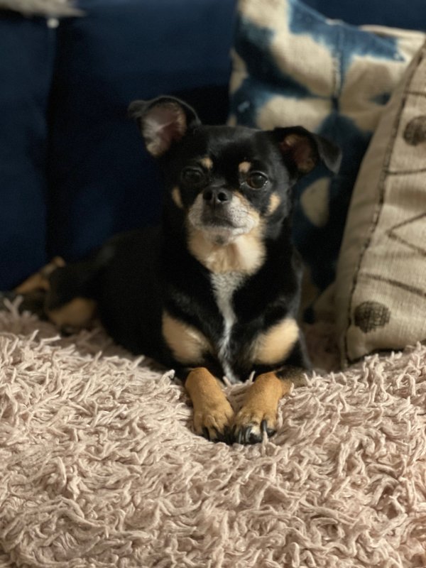 Lost Chihuahua in Seattle, WA