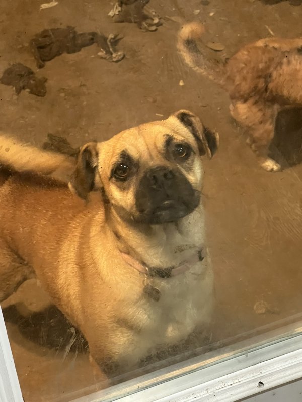 Lost Pug in San Antonio, TX