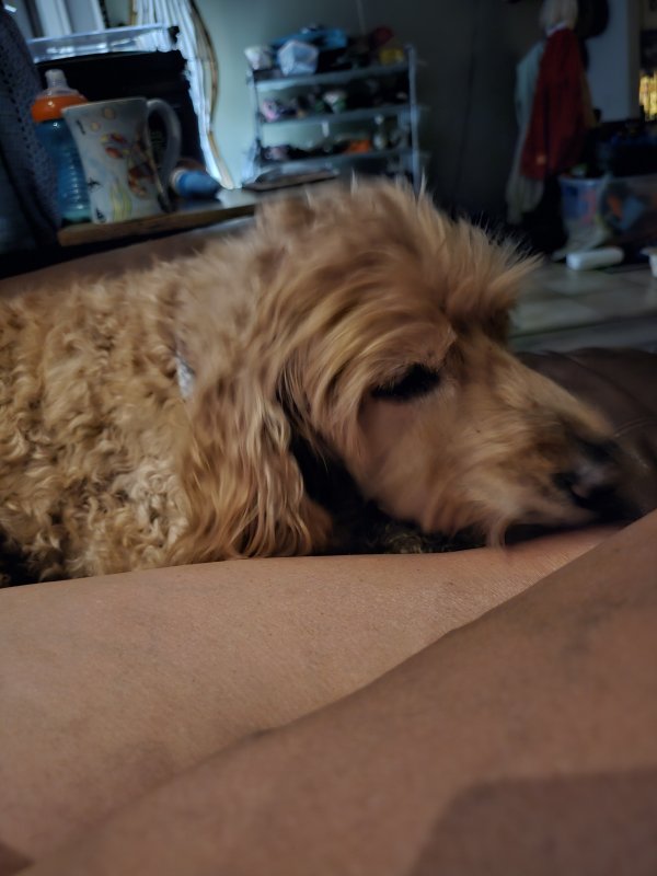 Lost Cocker Spaniel in Englewood, FL