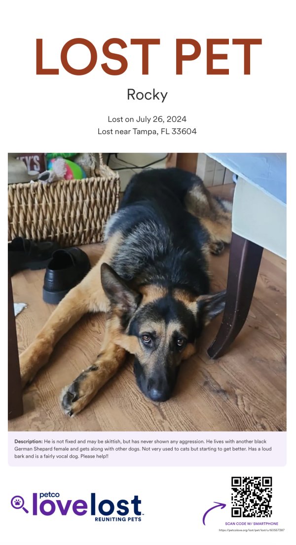 Lost German Shepherd Dog in Tampa, FL