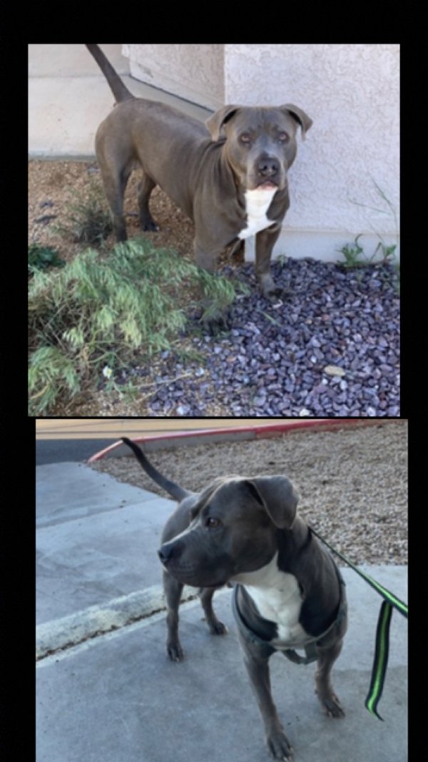 Lost Pit Bull in Arizona