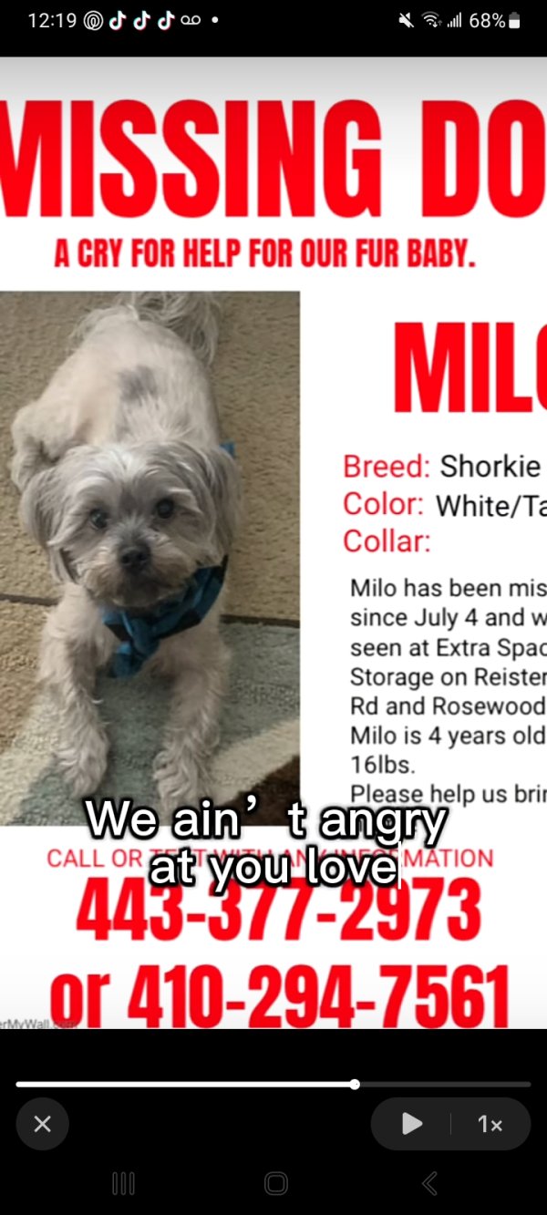 Lost Shih Tzu in Boston, MA